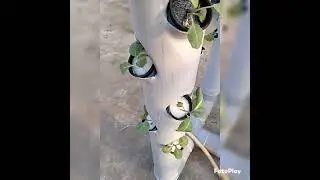 aeroponics tower system , growth of 25 days. start to finished...
