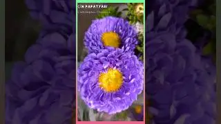 &Ccedil;in Papatyası / China Aster / Gartenaster Callistephus chinensis
