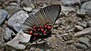 Butterfly river in slow motion part1