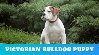Victorian Bulldog #2027