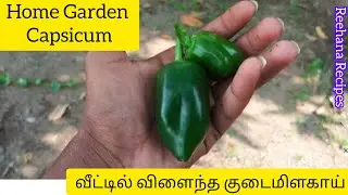 Home Garden Capsicum | வீட்டில் விளைந்த குடைமிளகாய் | Reehana Recipes