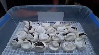 Egg cutting at KHP Reptiles