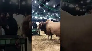 😍❤️ #mustwatch #cow #strongbull #mandiseason #mandivlogs #newshorts #vloggingchannel #viralshort