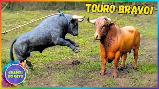 AMAZING BULL FIGHT ON THE FARM!