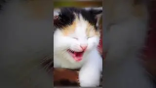 frisky cats#animal#cats