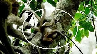 So worry! Tiny baby monkey Charlee got steal by Tara, Charlee scares so much in hand kidnapper