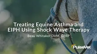 Treating Equine Asthma and EIPH Using Shockwave Therapy