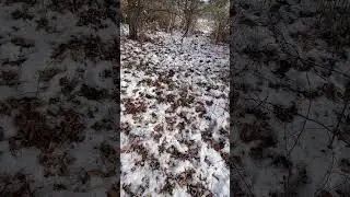 Дикие яблони для дикой природы