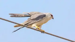 Birds of karnataka❤️ #birds #photography #wildlife #karnataka #nature #birdphotography #viral #video