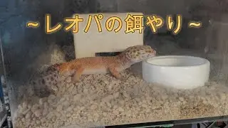 【げこGecko】レオパの餌やり