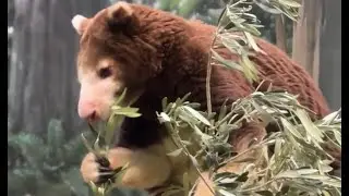 Tree Kangaroo       #kangaroos