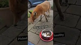 Wild Fox Is Spoilt Rotten #animal #fox #foxes #redfox #wildfox #wildlife #cute