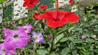 Southern flowers