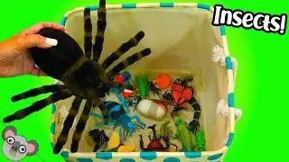 Learn INSECT NAMES + Bug COLORS! Lizard Toy Learning for Kids by Koalafied Fun