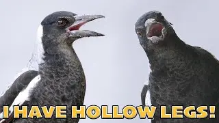 Juvenile Australian Magpie's Food Call