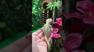 CRESTED GECKO JUMPING 👀 (slo mo)