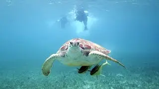 TOP 5 WILDLIFE EXPERIENCES 🐢 🦍