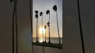 Windy Morning Palm Trees Swaying Choppy Waves St. Petersburg Tampa Bay Florida April 19, 2019