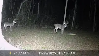 #live bow hunting  #se ohio #hocking hills #youngsters  need to learn survival