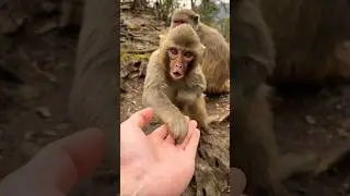Cute Baby Monkey Kiss Her Hand #monkey #897 #cute #viralvideo #animals #varsha1985 #animallover