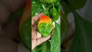 Make money from gardening right in your backyard.