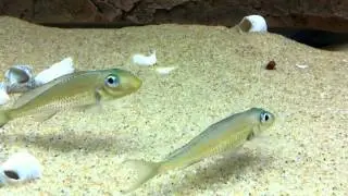 Asprotilapia leptura breeding pair behavior - PISCES