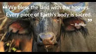 The Pride is Open: A Sacred Invitation to Walk with the Animals