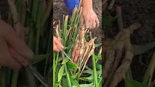Harvest Sounds Young Ginger #satisfying #shot