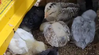 Week 1 Flock Update - First Time Chicken Owners