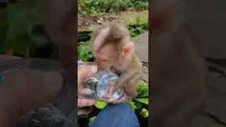 beautiful adorable lovely cutie baby monkey 🐒 #shortvideo #shorts #viral #animal #monkey