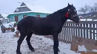 🔔 ЖЕРЕБЕЦЬ ЖЕТОН🎯ТА КОБИЛА📌 МОЖУТЬ ПОМІНЯТИ ГОСПОДАРЯ🎯🐎