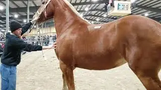 TRIPLE M FARMS GEMINI
