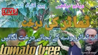Tomato tree. ٹماٹر کی درخت|temerilla tree