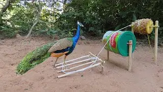 Amazing Bird Peacock Trap Using Milk Cans And Pineapple That Work 100%