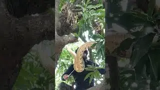 Indian Rock python Rescue