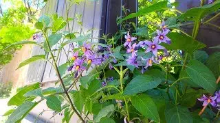 How to identify Bittersweet Nightshade
