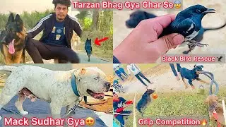 Tarzan Apna Owner K Ghar Se Bhag Gya😰Finally Mack Sant hogya😍Rock Grip Competition💪Black Bird Rescue