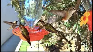 EXTRAORDINARY Hummingbird Feeding Closeup | Bird Cam 🐦