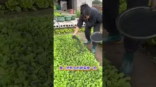 #Rice husk charcoal#Vegetable cultivation#Ash from plants#Tips for growing vegetables