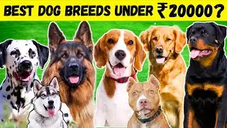 Best Dogs Breeds In India Under 20000 | Best Dogs Breeds Under 20000