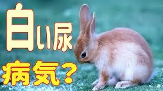 【うさぎの白い尿は病気か？】正常と病気の見極め方#12　うさぎの病気 Vol.4