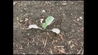 It's not too late to plant cold season crops