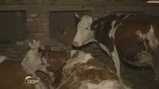 Farma KRAVA i proizvodnja MLEKA u selu JASA TOMIC - U nasem ataru 995