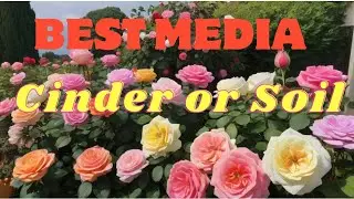 About Media: soil or cinder which one is better for roses