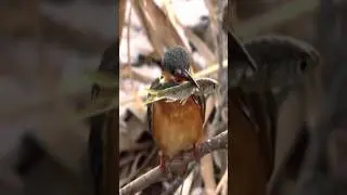 Common Kingfisher | Alcedo atthis | Birds of the World #shortvideo
