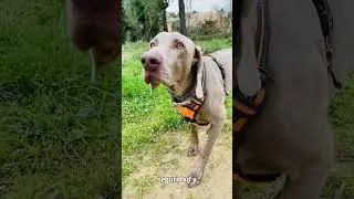 🐾 &iexcl;El arn&eacute;s que previene lesiones y es reflectante para tu perro! 💥