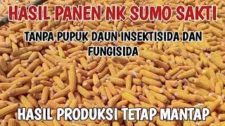 NK SUMO SAKTI HASIL MANTAP IRIT DALAM BIAYA &PRODUKSI TINGGI#jagunghibrida #jagung #pupuk#nk#bibit