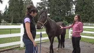 Rescue Horse Intake Evaluation