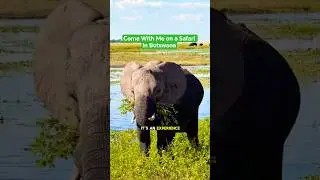 Come With Me on Safari in Botswana @derekjkess