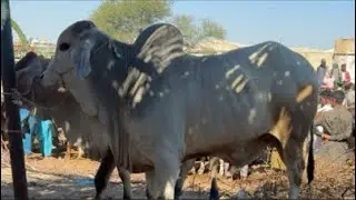 Bhains Colony Mandi Karachi Latest Rates Update | 28 Jan 2026 | Cow Mandi 2026 - Bakra Eid 2026